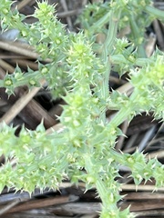 Salsola kali