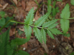 Pimpinella major