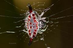 Gasteracantha diardi
