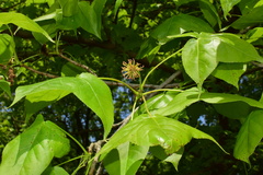 Liquidambar formosana