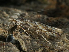Phyllonorycter issikii