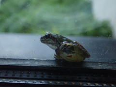 Hyla japonica