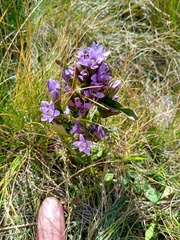 Gentianella