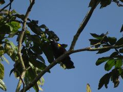 Euphonia pectoralis