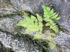 Cystopteris bulbifera