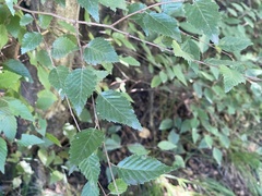 Carpinus turczaninovii