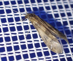 Mystacides longicornis