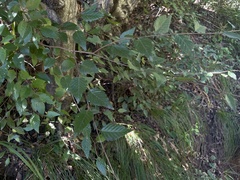 Carpinus turczaninovii