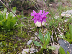 Primula nivalis