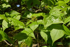 Liquidambar formosana