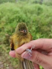 Mionectes oleagineus