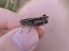 Calliptamus italicus