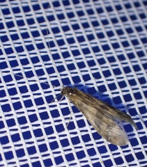 Mystacides longicornis