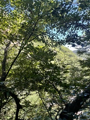 Carpinus turczaninovii