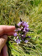 Gentianella