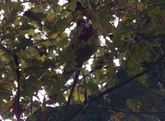 Platycercus eximius
