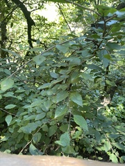 Carpinus turczaninovii