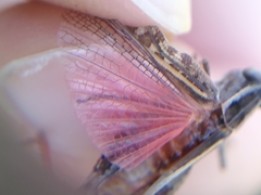 Calliptamus italicus