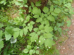 Actaea spicata