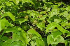 Liquidambar formosana