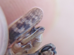 Calliptamus italicus