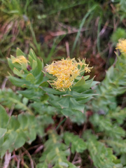 Rhodiola rosea