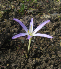 Colchicum bulbocodium versicolor