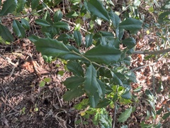 Ilex opaca