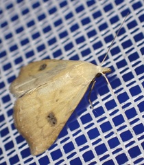 Rivula sericealis
