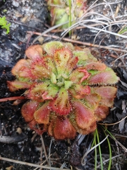 Drosera aliciae