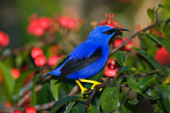 Purple Honeycreeper - Photo (c) Greg Lasley, some rights reserved (CC BY-NC), uploaded by Greg Lasley