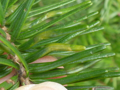 Contarinia pseudotsugae