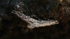 Phyllonorycter issikii