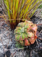 Drosera aliciae