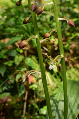Calanthe graciliflora