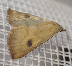 Rivula sericealis