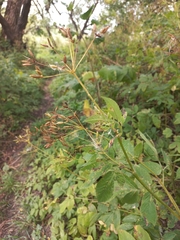Chaerophyllum aromaticum