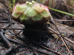 Drosera aliciae