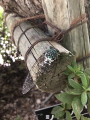 Hyalessa maculaticollis
