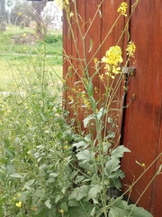 Rhamphospermum arvense