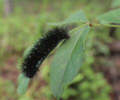 Noctuoidea