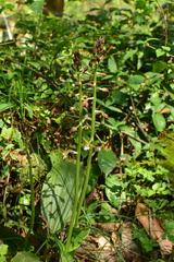 Calanthe graciliflora