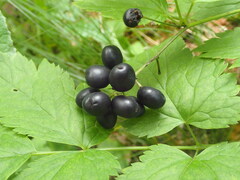 Actaea spicata