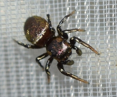 Heliophanus