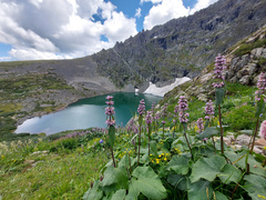 Phlomoides tuberosa