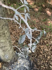 Grylloprociphilus imbricator