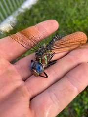 Epiaeschna heros