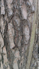 Phyllonorycter issikii