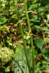 Calanthe graciliflora