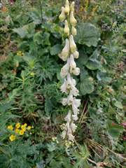 Aconitum barbatum